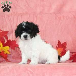 Danny, Bich-Poo Puppy